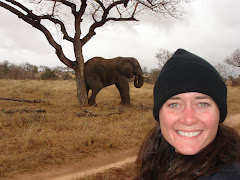 Elephant in Kenya