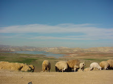 Paradise of the Sheep (Morocco, 2007)