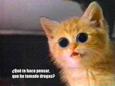 [gatodrogado.jpg]
