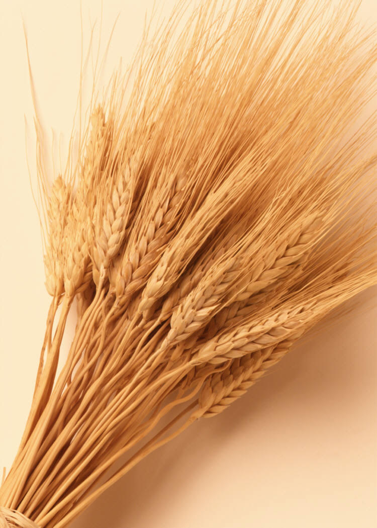 [gluten-free.jpg]