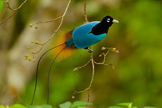bird of paradise bird of paradise