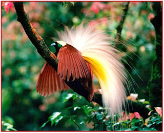 bird of paradise bird of paradise