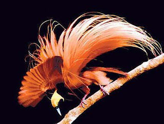 bird of paradise bird of paradise