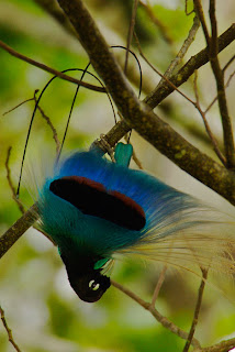 bird of paradise bird of paradise
