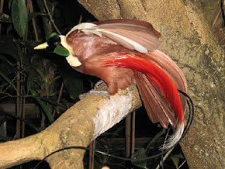 bird of paradise bird of paradise
