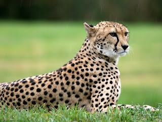 cheetah big cat cheetah big cat