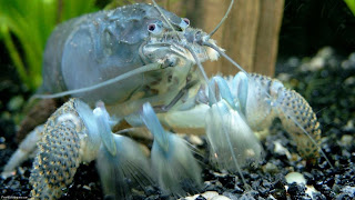 giant crayfish picture blue wallpaper giant crayfish picture blue wallpaper