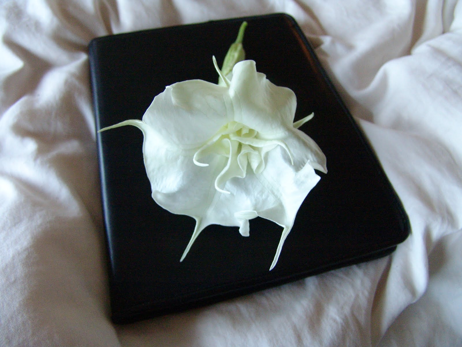 [Journal:Datura1.JPG]