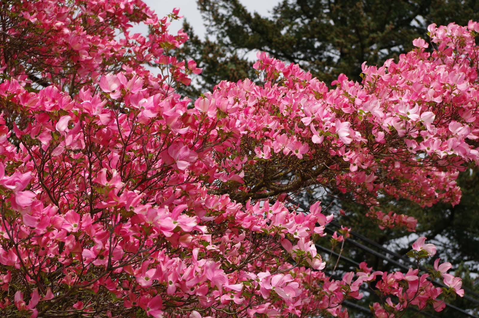 Pink+dogwood+flower+tattoo