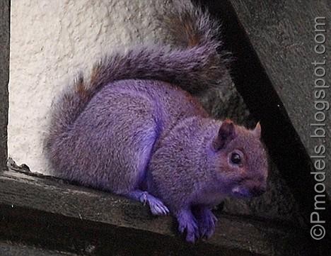 10 amazing purple animals amazing 10 amazing purple animals amazing