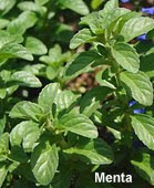 Mentha pulegium