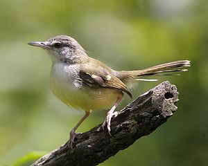 ... : Memaster Kenari Dengan Suara Burung Ciblek: Menju