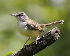 Kenari: Memaster Kenari Dengan Suara Burung Ciblek: Men