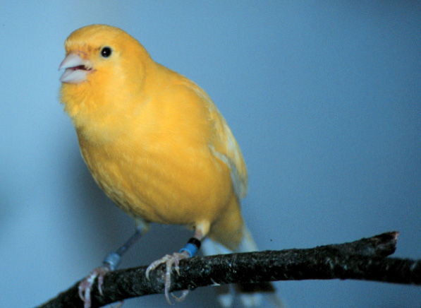Foto Burung Kenari Foto Burung Kenari