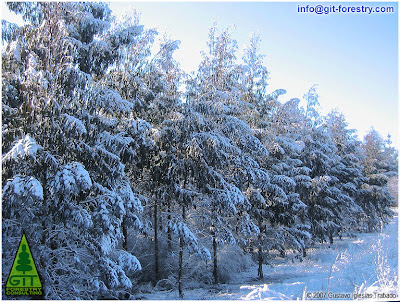 Snow in a 5 year old cold hardy Eucalyptus nitens timber plantation at 600 m above sea level in Galicia (Northwestern Spain)/ Nieve en plantacion de Eucalipto nitens (Eucalipto de las heladas, Eucalipto brillante) a 600 metros de altitud en Galicia (Noroeste de España) / GIT Forestry Consulting, Consultoría y Servicios de Ingeniería Agroforestal, Lugo, Galicia, España, Spain