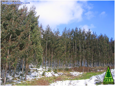 Snow in a 7 year old cold hardy Eucalyptus nitens timber plantation at 750 m above sea level in Galicia (Northwestern Spain)/ Nieve en plantacion de 7 años de Eucalipto nitens (Eucalipto de las heladas, Eucalipto brillante) a 750 metros de altitud en Galicia (Noroeste de España) / GIT Forestry Consulting, Consultoría y Servicios de Ingeniería Agroforestal, Lugo, Galicia, España, Spain