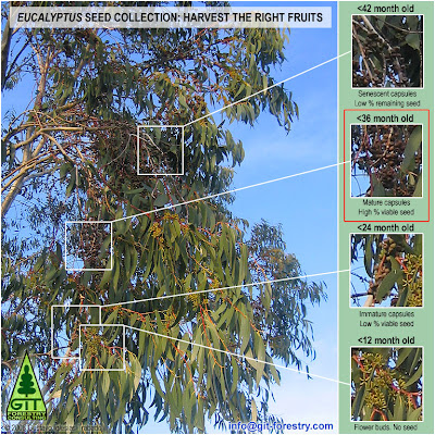 eucalyptus seed gum tree flor buds senescent identification species capsule iii re extracting harvesting specimen basics trees forestry git