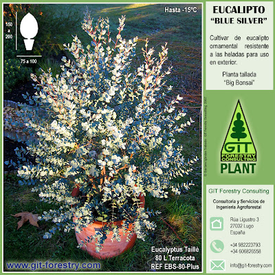 Cold hardy ornamental Eucalyptus nursery in Galicia / Vivero de planta ornamental de eucalipto resistente a la helada en Galicia / Planta Forestal / Planta Ornamental / Eucalipto Jardin / Eucalipto bonsai / Eucalipto nitens / Eucalipto Brillante / Eucalipto globulus / Eucalyptus bonsai / Eucalyptus garden / Eucalyptus Blue Silver / Eucalyptus gunnii / Eucalyptus gunni / Eucalipto guni / Gustavo Iglesias Trabado / GIT Forestry Consulting, Consultoría y Servicios de Ingeniería Agroforestal, Lugo, Galicia, España, Spain / Eucalyptologics: Information Resources on Eucalyptus Cultivation Worldwide / Eucaliptologics: Recursos de Informacion sobre el Cultivo del Eucalipto en el Mundo