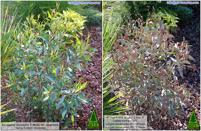 Cold hardiness in Eucalyptus leucoxylon Rosea / Cold hardy Pink flower Eucalyptus in bloom / Resistencia al frio de Eucalipto leucoxylon / Eucalipto de flor roja en floracion / GIT Forestry Consulting, Consultoría y Servicios de Ingeniería Agroforestal, Lugo, Galicia, Spain, España / EUCALYPTOLOGICS