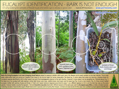 Eucalyptus species identification: bark is not enough / Identificacion botanica de especies de eucalipto: la corteza no basta / Eucalyptus botanical sampling / Flower buds, capsules, bark / Flores, capsulas, corteza / GIT Forestry Consulting, Consultoria y Servicios de Ingenieria Agroforestal, Lugo, Galicia, España, Spain / Eucalyptologics: Information Resources on Eucalyptus Cultivation Around the World