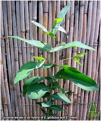 Eucalyptus nitens x globulus Eucalyptus globulus x nitens Eucalyptus hybrid Eucalyptus nitobulus Eucalyptus globens Eucalipto hibrido Galicia GIT Forestry Consulting Spain España