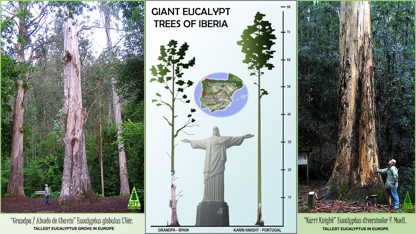 Eucalyptus conica Wikipedia