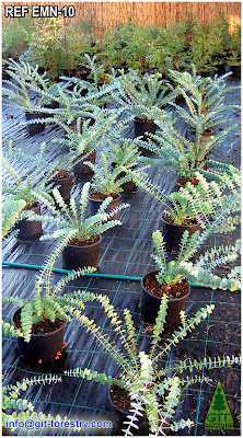 Cold Hardy Ornamental Eucalyptus for gardens in temperate climates / Eucalipto ornamental resistente a la helada para jardinería en climas templados / GIT Forestry Consulting, Galicia, España, Spain