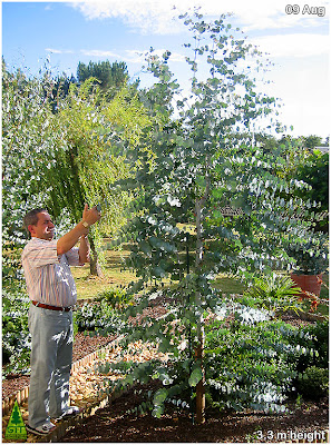 Pruning, Pollarding & Clipping Eucalyptus gunnii / Cider Gum / Cold Hardy Ornamental Eucalyptus for gardens in temperate climates / Poda y talla de eucalipto gunnii / Eucalipto de la sidra / Eucalipto ornamental resistente a la helada para jardinería en climas templados / GIT Forestry Consulting, Galicia, España, Spain