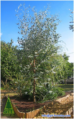 Eucalyptus gunnii, cold hardy sculpted ornamental Eucalyptus for medium sized gardens / Eucalipto de la Sidra, eucalipto ornamental esculpido y resistenete a la helada para jardines medianos / GIT Forestry Consulting, Consultoría y Servicios de Ingeniería Agroforestal. Lugo, Galicia, España, Spain