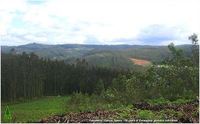 Eucalyptus globulus cultivation for more than fifty years without critical irreversible ecological impact / Cultivo de eucalipto blanco por más de cincuenta años sin impactos ecológicos críticos e irreversibles / GIT Forestry Consulting, Consultoría y Servicios de Ingeniería Agroforestal, Galicia, España, Spain