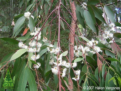 Eucalyptus dalrympleana flowers at 61ºN in Nautesund, Norway /Northernmost flowering eucalypt in the world / Eucalipto blanco de montaña floreciendo a 61ºN en Nautesund, Noruega / El eucalipto en flor más septentrional del mundo / Gustavo Iglesias Trabado, Roberto Carballeira Tenreiro, Javier Folgueira Lozano y Asociados / GIT Forestry Consulting SL, Consultoría y Servicios de Ingeniería Agroforestal, Lugo, Galicia, España, Spain / Eucalyptologics, information resources on Eucalyptus cultivation around the world / Eucalyptologics, recursos de informacion sobre el cultivo del eucalipto en el mundo