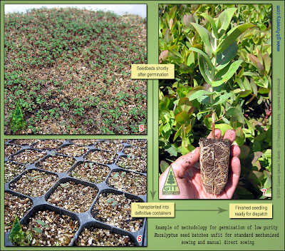 Eucalyptus seedbed preparation / Eucalyptus germination / Growing eucalypts from seed / Preparación de semilleros de eucalipto / Germinación y cultivo de semillas de eucalipto / GIT Forestry Consulting, Consultoría y Servicios de Ingeniería Agroforestal, Galicia, España, Spain