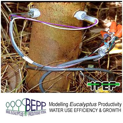 Water Absorption, Transpiration and Water Use Efficiency in Clonal Eucalyptus Plantations / Absorcion, transpiracion y eficiencia en el uso del agua de las plantaciones clonales de Eucalyptus / Jose Luiz Stape (North Carolina State University), Dan Binkley (Colorado State University), Mike Ryan (USDA) et al / BEPP - Brazil Eucalyptus Potential Productivity Project: Influence of water, nutrients and stand uniformity on wood production / BEPP - Proyecto de Modelizacion de la Productividad Potencial del Eucalipto: Influencia de la disponibilidad de agua, nutrientes y la homogeneidad del rodal en la produccion de madera / Gustavo Iglesias Trabado, Roberto Carballeira Tenreiro and Javier Folgueira Lozano / GIT Forestry Consulting SL, Consultoría y Servicios de Ingeniería Agroforestal, Lugo, Galicia, España, Spain / Eucalyptologics, information resources on Eucalyptus cultivation around the world / Eucalyptologics, recursos de informacion sobre el cultivo del eucalipto en el mundo