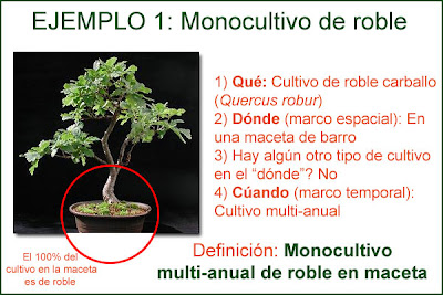 Monocultivo multi anual de roble en maceta / Ecologistas mono cultivan el analfabetismo / Por Xusto de Andrade / Multi annual oak monoculture in a pot / Environmentalists mono cultivate analphabetism / by Xusto de Andrade