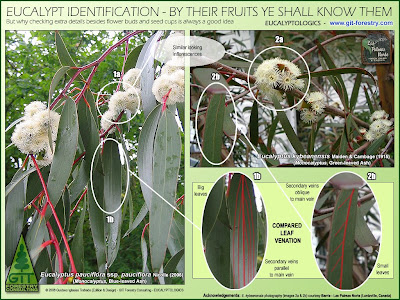 Eucalyptus species identification by botanical comparison of leaves, flower buds and fruits / Identificacion botanica de especies de eucalipto por comparacion de hojas flores y frutos / Eucalyptus kybeanensis, Kybean Mallee Ash / Gustavo Iglesias Trabado / GIT Forestry Consulting, Consultoría y Servicios de Ingeniería Agroforestal, Galicia, España, Spain / Eucalyptologics, information resources on Eucalyptus cultivation around the world / Eucalyptologics, recursos de informacion sobre el cultivo del eucalipto en el mundo