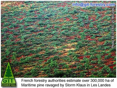 Storm Klaus damages the largest Maritime Pine Forest in Les Landes, Aquitaine, France / La tormenta Klaus arrasa el bosque de pino más grande de Europa en Las Landas, Aquitania, Francia / GIT Forestry Consulting, Consultoría y Servicios de Ingeniería Agroforestal, Galicia, España, Spain / Eucalyptologics, information resources on Eucalyptus cultivation around the world / Eucalyptologics, recursos de informacion sobre el cultivo del eucalipto en el mundo