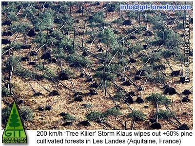 Storm Klaus damages the largest Maritime Pine Forest in Les Landes, Aquitaine, France / La tormenta Klaus arrasa el bosque de pino más grande de Europa en Las Landas, Aquitania, Francia / GIT Forestry Consulting, Consultoría y Servicios de Ingeniería Agroforestal, Galicia, España, Spain / Eucalyptologics, information resources on Eucalyptus cultivation around the world / Eucalyptologics, recursos de informacion sobre el cultivo del eucalipto en el mundo