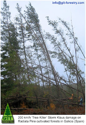 Storm Klaus damages the largest Eucalyptus and Pine Forests of Galicia, Spain / La tormenta Klaus arrasa los bosques de eucalipto y pino de Galicia, España / GIT Forestry Consulting, Consultoría y Servicios de Ingeniería Agroforestal, Galicia, España, Spain / Eucalyptologics, information resources on Eucalyptus cultivation around the world / Eucalyptologics, recursos de informacion sobre el cultivo del eucalipto en el mundo
