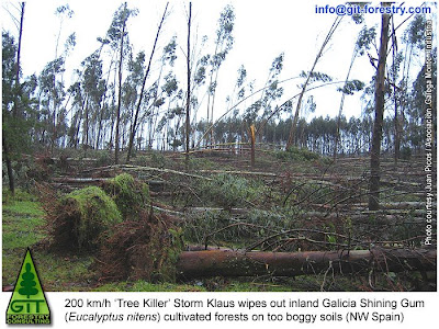 Storm Klaus damages the largest Eucalyptus Forest in Europe at Galicia, Spain / La tormenta Klaus arrasa el bosque de eucalipto más grande de Europa en Galicia, España / GIT Forestry Consulting, Consultoría y Servicios de Ingeniería Agroforestal, Galicia, España, Spain / Eucalyptologics, information resources on Eucalyptus cultivation around the world / Eucalyptologics, recursos de informacion sobre el cultivo del eucalipto en el mundo