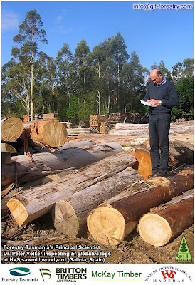 Galician Eucalyptus Globulus Sawn Timber Slabs and Planks / Tasmanian timber industry visits High Value Eucalyptus plantations, Eucalyptus sawmills and Mussel Acquaculture industrial Bateas in Galicia / Forestry Tasmania technical visit to Galicia / Forestry Tasmania, McKay Timber and Britton Timbers visit Galician HVS - Hijos de Vicente Suarez Eucalyptus globulus sawmill / Tabla y Tablon de Eucalipto de Galicia / Industria forestal de Tasmania visita plantaciones, aserraderos e industria acuicola del mejillon de batea de Galicia / Visita tecnica de Forestry Tasmania a Galicia / Industrilaes del aserrio de Australia McKay Timber y Britton Timbers visitan aserradero de eucalipto de HVS - Hijos de Vicente Suarez / GIT Forestry Consulting SL / Gustavo Iglesias Trabado, Roberto Carballeira Tenreiro and Javier Folgueira Lozano / GIT Forestry Consulting SL, Consultoría y Servicios de Ingeniería Agroforestal, Lugo, Galicia, España, Spain / Eucalyptologics, information resources on Eucalyptus cultivation around the world / Eucalyptologics, recursos de informacion sobre el cultivo del eucalipto en el mundo