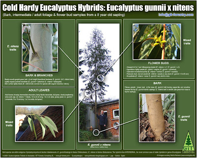 Botanical identification of cold hardy hybrid Eucalyptus gunnii x nitens found in Denmark / Identificacion botánica del eucalipto híbrido E. gunnii x nitens resistente a las heladas localizado en Dinamarca / Martin Reimers, Eucalyptus Knowledge from Denmark, www.eukalyptus.dk / Gustavo Iglesias Trabado, Roberto Carballeira Tenreiro, Javier Folgueira Lozano y Asociados / GIT Forestry Consulting SL, Consultoría y Servicios de Ingeniería Agroforestal, Lugo, Galicia, España, Spain / Eucalyptologics, information resources on Eucalyptus cultivation around the world / Eucalyptologics, recursos de informacion sobre el cultivo del eucalipto en el mundo