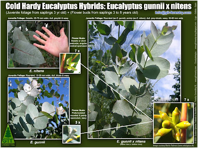 Botanical identification of cold hardy hybrid Eucalyptus gunnii x nitens found in Denmark / Identificacion botánica del eucalipto híbrido E. gunnii x nitens resistente a las heladas localizado en Dinamarca / Martin Reimers, Eucalyptus Knowledge from Denmark, www.eukalyptus.dk / Gustavo Iglesias Trabado, Roberto Carballeira Tenreiro, Javier Folgueira Lozano y Asociados / GIT Forestry Consulting SL, Consultoría y Servicios de Ingeniería Agroforestal, Lugo, Galicia, España, Spain / Eucalyptologics, information resources on Eucalyptus cultivation around the world / Eucalyptologics, recursos de informacion sobre el cultivo del eucalipto en el mundo