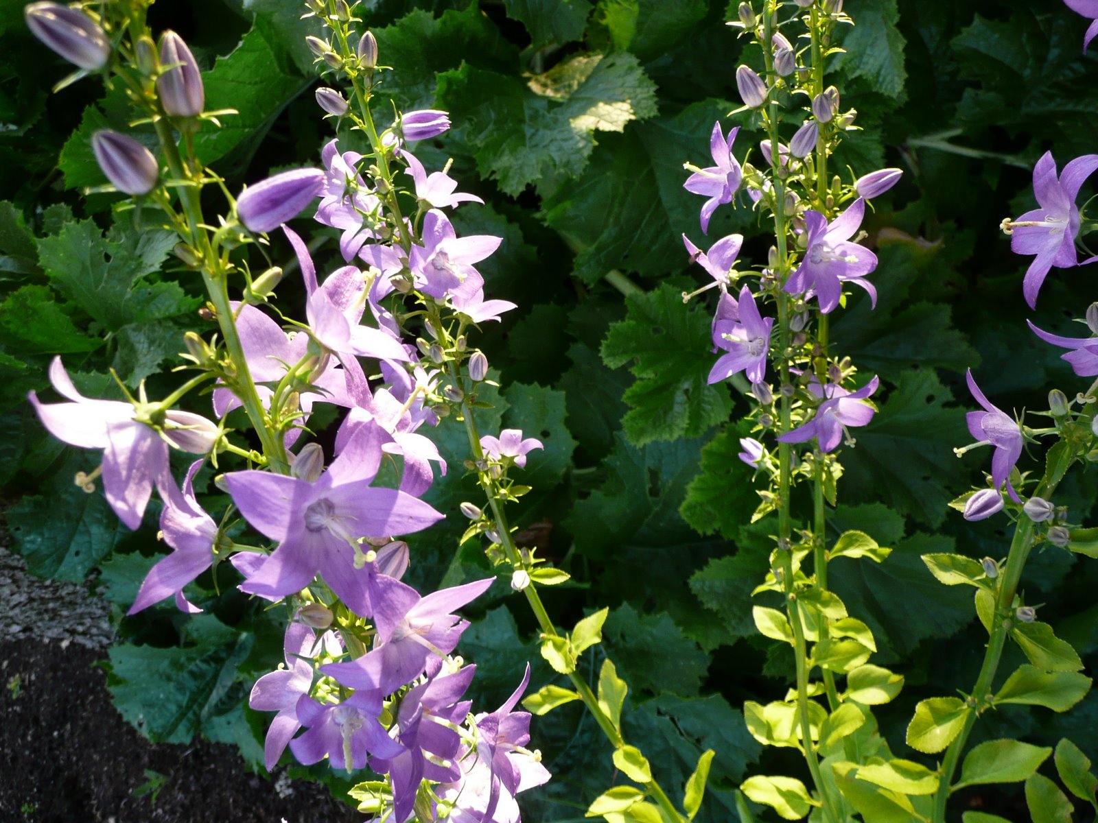 [Rowcroft+plants+Campanula+pyramidalis+30th+July+08+005.jpg]