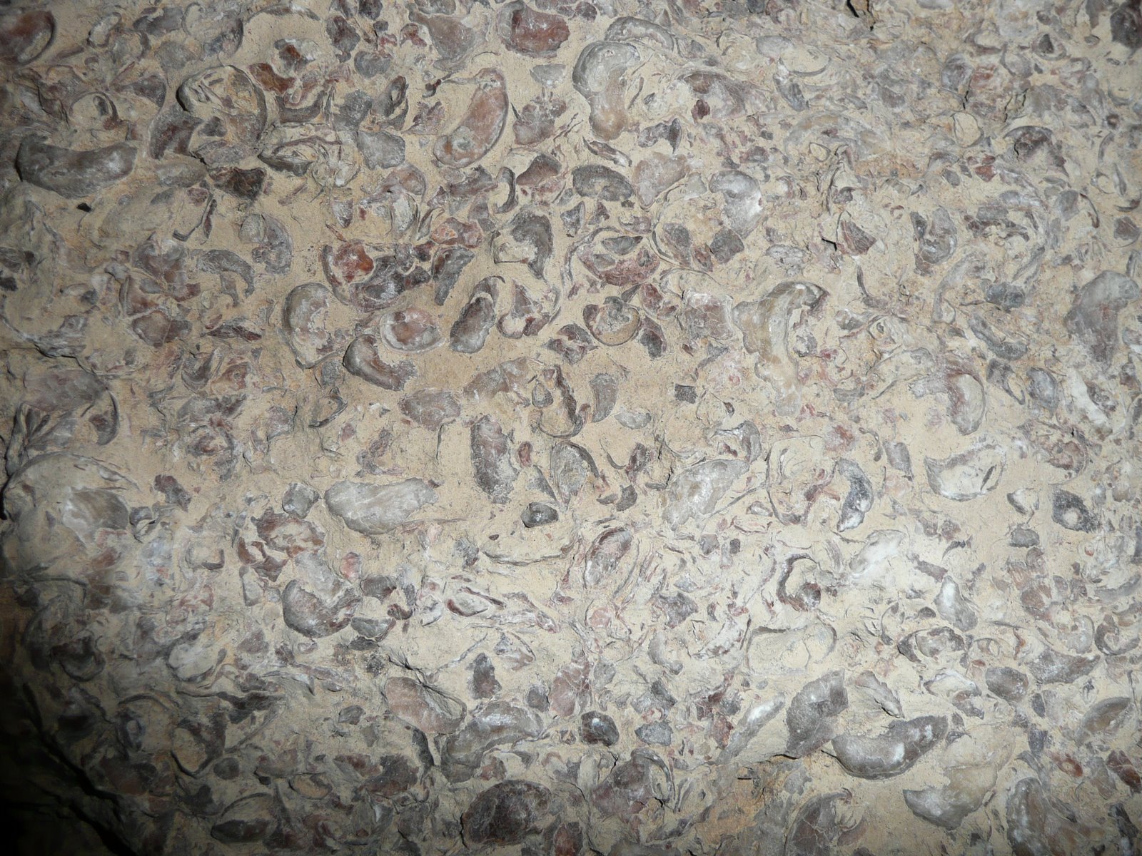 [Burgundy+Day+5+December+2008+003.jpg]