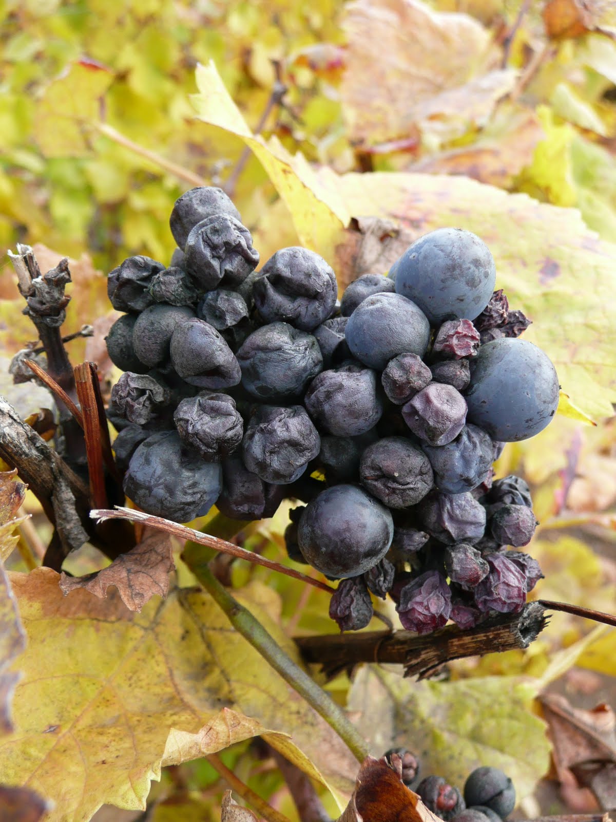 [Burgundy+28th+October+2009+morning+011.jpg]