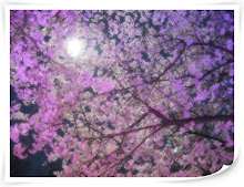 cherry blossoms ? kk~
