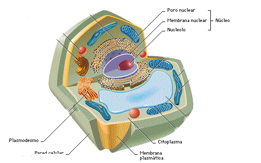 celula vegetal partes. un imagenes de la celula vegetal. celula vegetal partes. un
