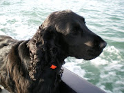 'Frodo' the ferry dog