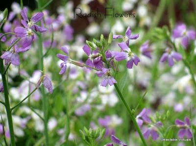 radish greens easy recipe home garden