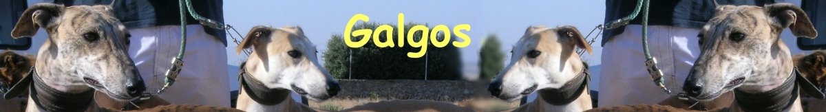 Galgos
